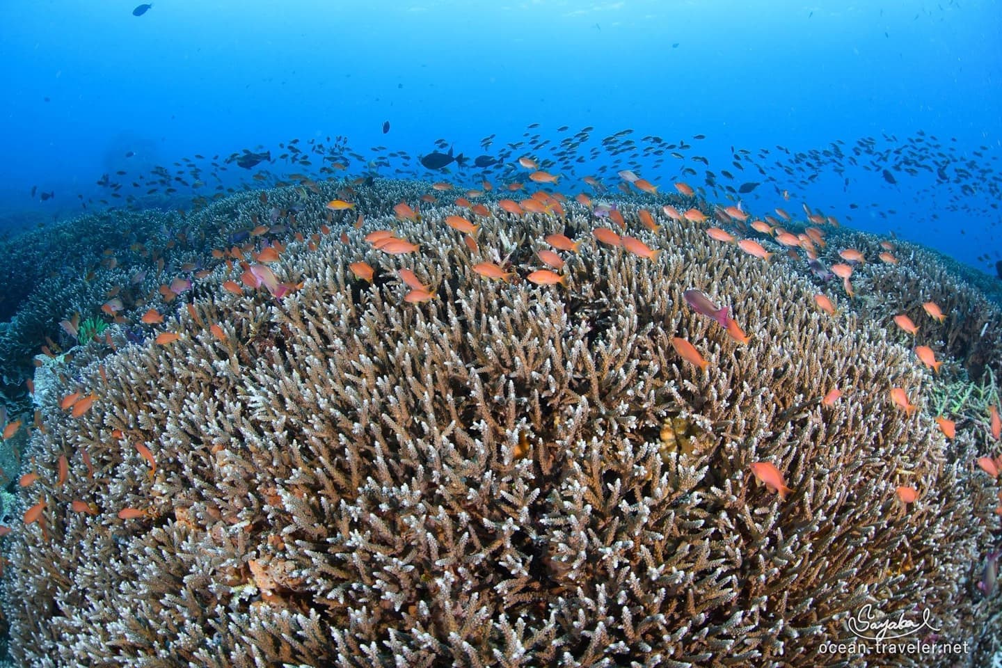 バリ島ダイビング珊瑚礁