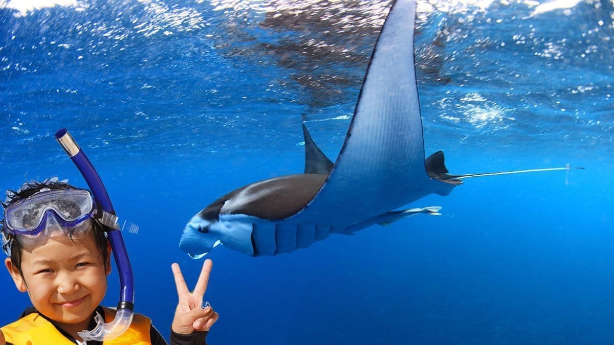 バリ島シュノーケル