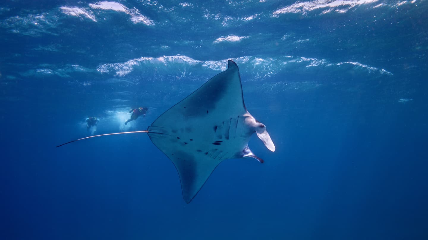 マンタポイントでマンタとシュノーケラー
