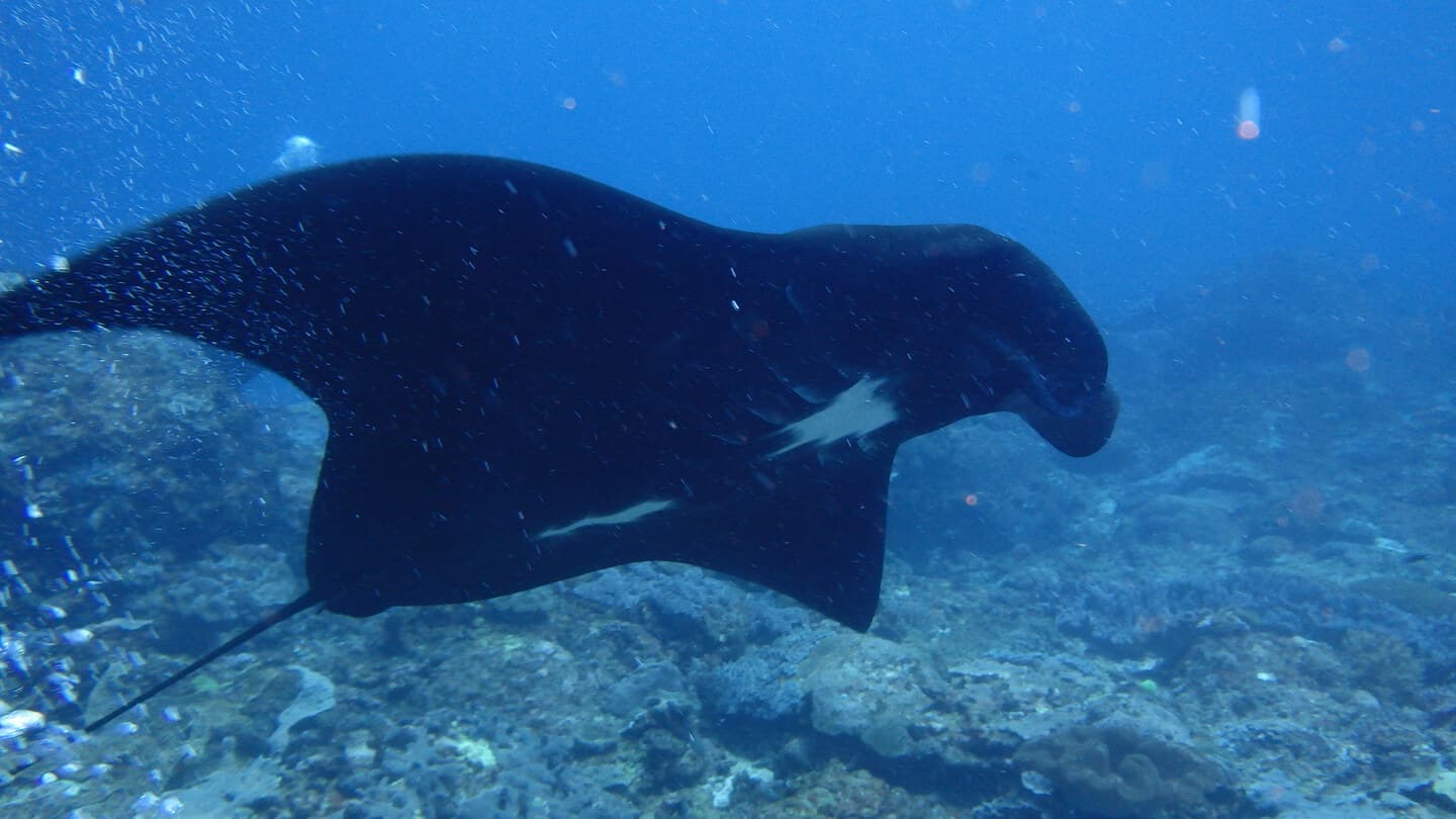 ヌサペニダマンタポイントに現れたブラックマンタ