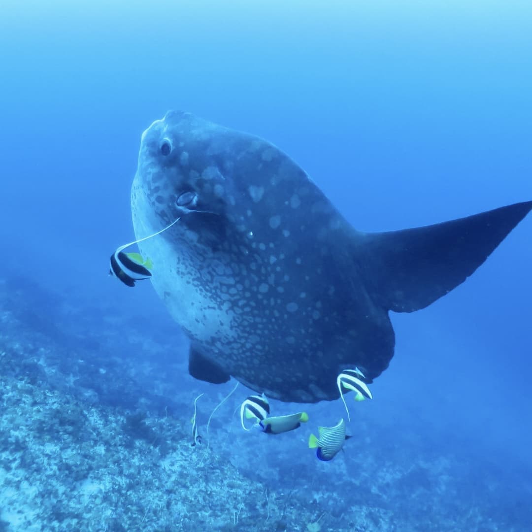 バリ島ヌサペニダのクリスタルベイで撮影された巨大なマンボウ