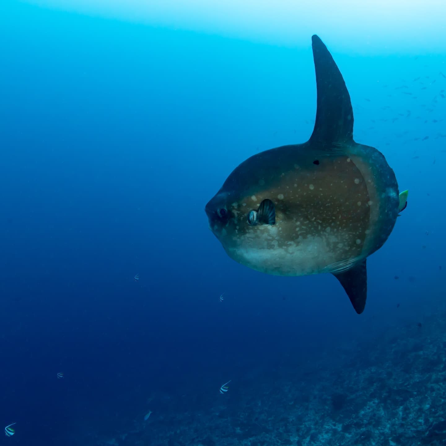 バリ島クリスタルベイのマンボウ