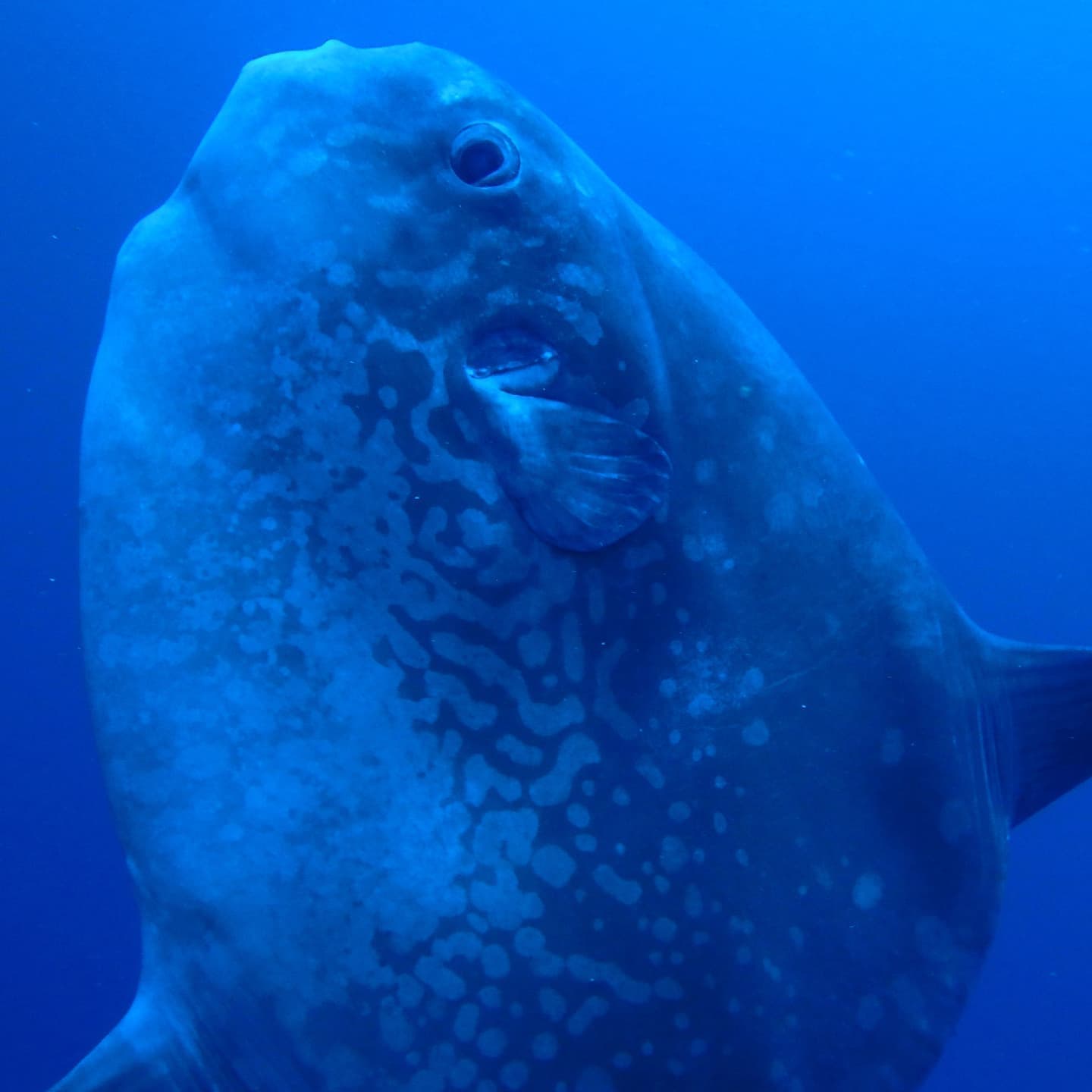 バリ島ヌサペニダでのマンボウダイビング水中写真